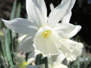 Narcissus Thalia - Nergis Thalia - 5 ampul