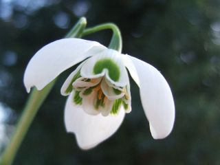 Galanthus nivalis flore pleno - Snowdrop flore pleno - 3 구근 - Galanthus nivalis - Flore Pleno