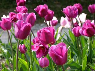 Hoa tulip màu hồng - Hoa hồng - gói lớn! - 50 chiếc - 
