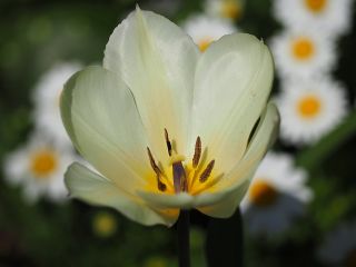 Tulipaner White Purissima - pakke med 5 stk - Tulipa White Purissima