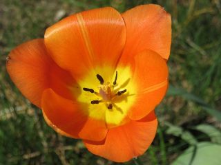 Tulipa Orange - Tulip Orange - 5 βολβοί