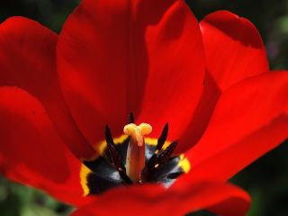 Tulpes Apeldorn - 5 gab. Iepakojums - Tulipa Apeldorn
