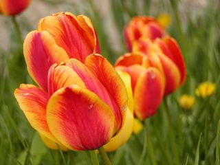 Tulipaner Apeldoorn's Elite - pakke med 5 stk - Tulipa Apeldoorn's Elite
