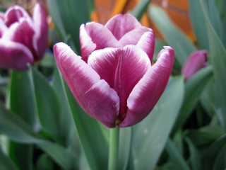 チューリップアラビアンミステリー - チューリップアラビアンミステリー -  5球根 - Tulipa Arabian Mystery