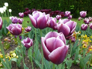 Tulipán Arabian Mystery - csomag 5 darab - Tulipa Arabian Mystery