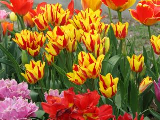 משקפיים צבעוניים בצבע טוליפ - 5 בצל - Tulipa Colour Spectacle
