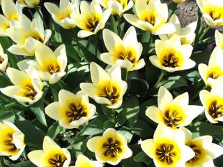 Тюльпан Concerto - пакет из 5 штук - Tulipa Concerto