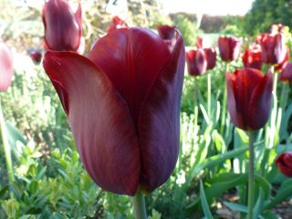Tulipa Jan Reus - Tulip Jan Reus - 5 bulbs