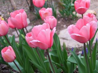 郁金香粉红色印象 - 郁金香粉红色印象 -  5个洋葱 - Tulipa Pink Impression