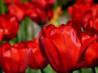Tulipa Apeldorn - Tulip Apeldorn - 5 bebawang