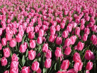Tulipa Pink Impression - Ροζ Τουλίπες Εντύπωση - 5 βολβοί