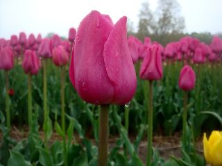 Rosa tulipan - Rose - stor pakke! - 50 stk - 