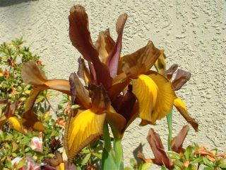 Kurjenmiekat (Iris × hollandica) - Bronze Queen - paketti 10 kpl