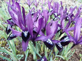 Iris Botanical Purple Gem - 10 kvetinové cibule - Iris reticulata