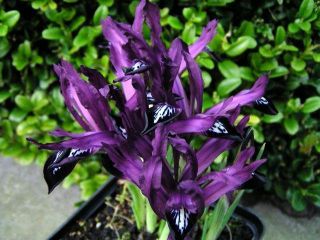 Iris Botanic Botanic Purple - 10 bulbi - Iris reticulata