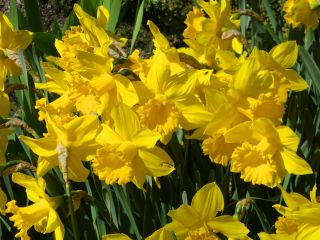 Narcissus Golden Harvest  - 黄水仙Golden Harvest  -  5个洋葱