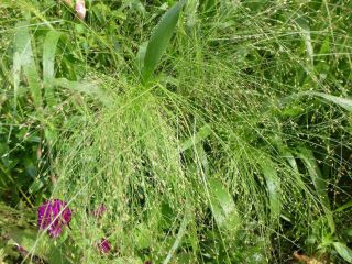 Switchgrass - 6000 sėklų - Panicum elegans Fontaine - sėklos