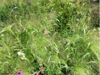 Switchgrass - 6000 biji - Panicum elegans Fontaine