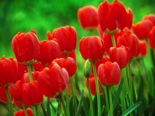 Tulipa Red - Tulip Red - 5 луковици