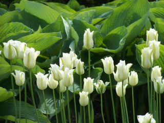 Tulp Spring Green - pakket van 5 stuks - Tulipa Spring Green