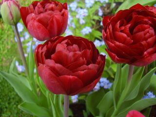 Tulipa Uncle Tom - pacote de 5 peças