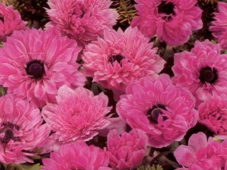 Double anemone – Admiral – 40 pcs; poppy anemone, windflower