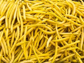 Патуљасти француски жути пасуљ "Голд Пантера" - Phaseolus vulgaris L. - семе