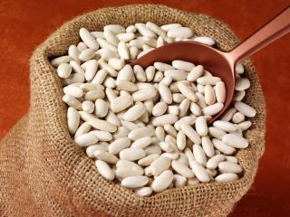 Biji kacang "Riposta" - untuk biji kering - Phaseolus vulgaris L. - benih