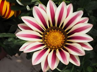 Floare de floare "Big Kiss F2 White Flame"; Gazania - Gazania x hybrida - semințe