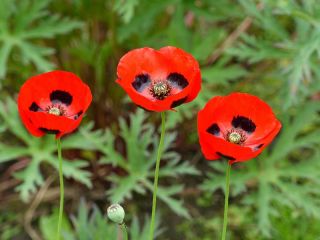 Caucasian scarlet poppy "Ladybird" - 3080 seeds