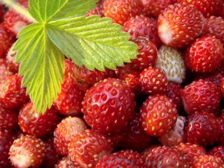 Căpșuni sălbatice capsuni de pădure "Mignonette", căpșuni alpine, căpșuni carpatice, căpșuni europene, fraisier des bois - 320 semințe - Fragaria vesca