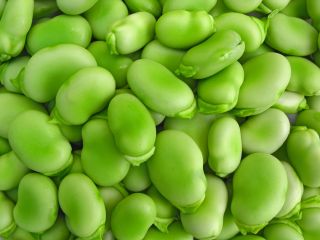 BIO - Garden broad bean "Superaguadulce" - benih organik bersertifikat - Vicia faba L. - biji