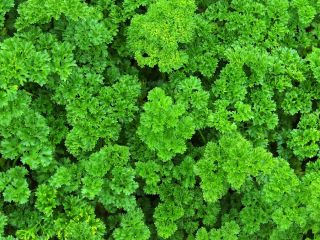 Vườn nhà - hỗn hợp nhiều loại rau mùi tây - để trồng trong nhà và ban công - 3000 hạt giống - Petroselinum crispum 