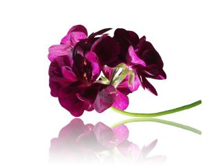 Geranie - Violette Pelargonie