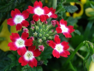 Verbena del giardino - fioriture rosse con un punto bianco; verbena da giardino - 120 semi - Verbena x hybrida