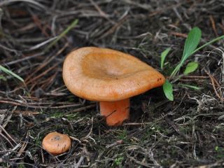 【サフランミルクキャップ】菌糸体。レッドパインマッシュルーム - Lactarius deliciosus