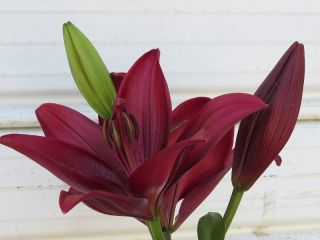Lilium, Lily Mapira - květinové cibulky / hlíza / kořen - Lilium Mapira