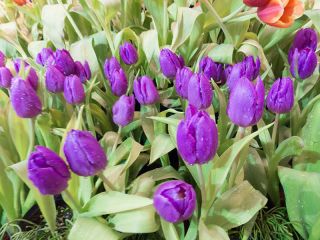 Tulpės Baby Blue - pakuotėje yra 5 vnt - Tulipa Baby Blue