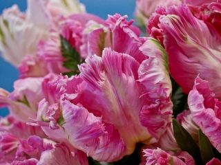 Tulpes Elsenburg - 5 gab. Iepakojums - Tulipa Elsenburg