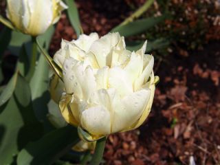 Tulipa Екзотичен император - Tulip Exotic Emperor - 5 луковици - Tulipa Exotic Emperor