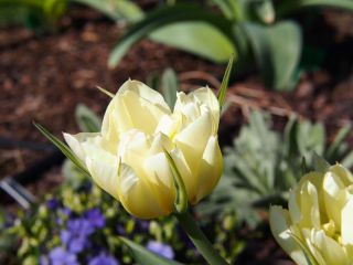 Tulipe Exotic Emperor - paquet de 5 pièces - Tulipa Exotic Emperor