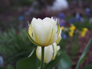 郁金香异国情调的皇帝 - 郁金香异国情调的皇帝 -  5个洋葱 - Tulipa Exotic Emperor