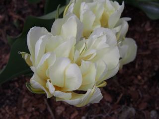 Tulipa Екзотичен император - Tulip Exotic Emperor - 5 луковици - Tulipa Exotic Emperor