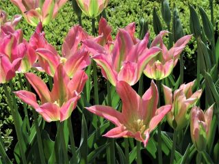 Tulpės Florosa - pakuotėje yra 5 vnt - Tulipa Florosa