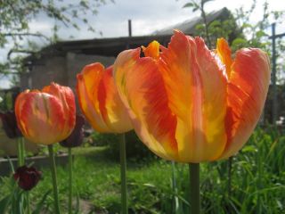 Tulipán Parrot King - csomag 5 darab - Tulipa Parrot King