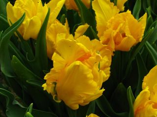 Tulipán Golden Glasnost - csomag 5 darab - Tulipa Golden Glasnost