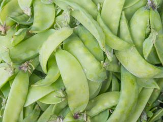 BIO - Field sugar snap pea "Norli" - certified organic seeds
