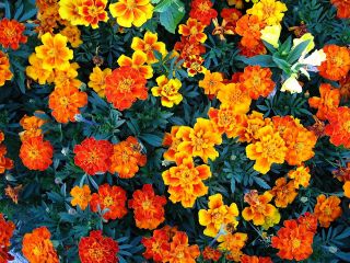 Studentenblume - Auswahl der Sorten mit ungefüllten Blüten; Samtblume, Sammetblume