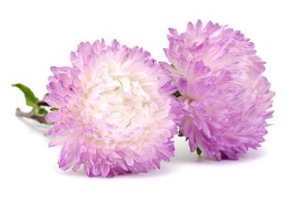 Aster hoa mẫu đơn trắng hồng - 500 hạt - Callistephus chinensis