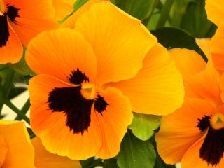 Pansy vườn hoa lớn "Orange mit Auge" - màu cam có chấm đen - 240 hạt - Viola x wittrockiana 